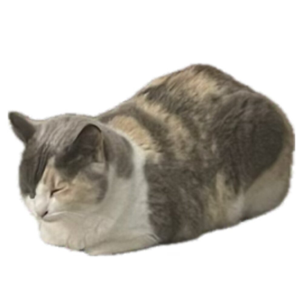 Meet your Posher, Charlotte